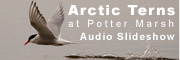 Arctic Terns audio slideshow