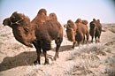 Hardy Bactrian camels were domesticated some 3,500 years ago.