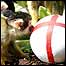 Monkey and ball