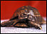George the Blue Peter tortoise in 1986