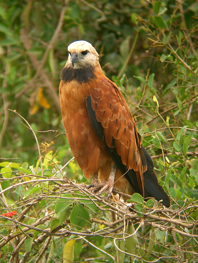 Black-collared Hawk (Nick Athanas)
