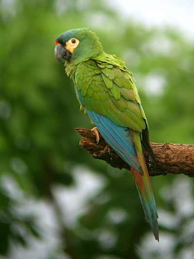 Blue-winged Macaw (Nick Athanas)