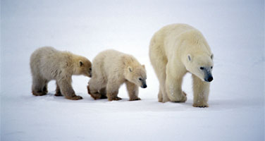 polar bear, cubs