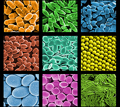 Science Image: Microparticle Menagerie