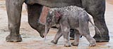 Elefantenbaby; Rechte: WDR/Domke