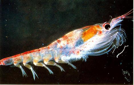 In for the krill ... the many uses of a crustacean.