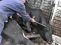 Largest Beef Recall Ever After Video Exposes Slaughter Plant Conditions
