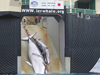 Australian Customs Photos show Whaling Brutality