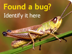 Found a bug?  Identify it here.