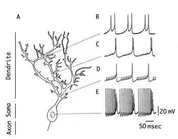 Figure 7:  Composite picture illustrating an example of intracellularly recorded neuronal action potentials. The recording sites are indicated for different locations at the somata and dendrites of a mammalian Purkinje cell. These type neurons generate both sodium and calcium dependent spikes. The sodium (fast) spikes remain near the soma and the calcium (slow) spikes are mostly dendritic. Note that the calcium spikes are largest at the dendrites and smaller at somatic level, while the opposite is the case for sodium spikes. This is not the case for other neurons in the brain. Note time and voltage calibration (modified from Llinás and Sugimori 1980).