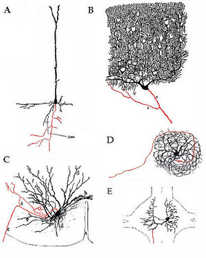 Figure 1:  Drawings of neurons showing soma and dendrites in black, axon in red. A. Cortical pyramidal cell. B. Cerebellar Purkinje cell. C. Spinal motoneuron. D. Inferior olivary cell. (A-D drawings by Cajal) E. Cell sensitive to water movement in the medicinal leech, (Gascoigne & A McVean 1991).