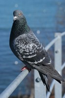 Rock Pigeon Darren_Kelly_iStock