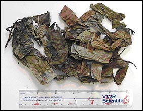 image of a self-sealing plastic bag containing dried whole marijuana leaves
