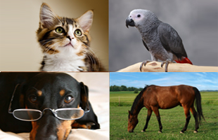 Cat, Dog with Glasses, Bird and Horse