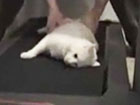 Insolent, Lazy Cat Refuses To Run On Treadmill