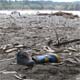 Isla Orrego despus del tsunami: Testimonio grfico de una trampa mortal