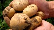Gentechnisch vernderte Kartoffeln der Sorte Amflora (Foto: AFP)