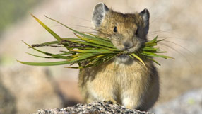 Nature (North American pika carrying grasses to store as winter food  Shattil & Rozinski / naturepl.com)