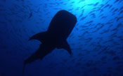 FILMING THE WHALE SHARK