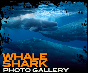 Whale Shark Photo Gallery