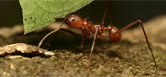 ARMY ANT IN-DEPTH
