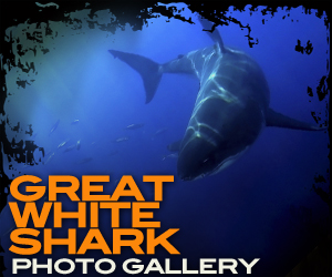 Great White Shark Photo Gallery