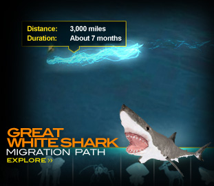 Explore The Great White Shark Migration Path