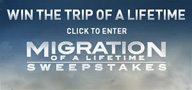 Image: Win the trip of a lifetime click to enter Migration of a lifetime sweepstakes