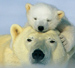 Image: Polar bears