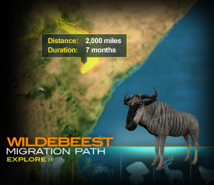 Explore The Wildebeest Migration Path