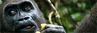 Image: A gorilla eating
