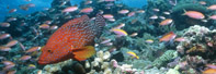 Image: Ocean reef