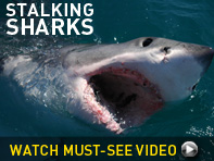 Image: Shark attack