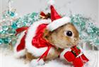 A pet rabbit is dressed as Santa Claus at a photo event to celebrate Christmas and the Year of the Rabbit at a pet rabbit shop in Yokohama, south of Tokyo, December 21, 2010. The year 2011 is the Year of the Rabbit on the Chinese zodiac calendar.