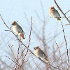 Bohemian Waxwings Spotted in Mason County