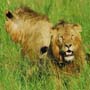 Lions feeding on kill,  Masai Mara National Reserve, Kenya.
