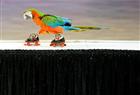A parrot trained by the Italian trainer Anthonie Zattu performs wearing a pair of rollerskates during the International Festival of Cirkus Art on February 20, 2011 in Prague.