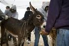 A donkey belonging to a Palestinian eats hay while receiving an injection at a mobile infirmary run by the animal-welfare charity Safe Haven for Donkeys at the Holy Land near the West Bank city of Qalqilya on January 16, 2011. The charity provides free treatment for abandoned and needy donkeys, taking a mobile infirmary around the West Bank and Israel.
