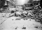 Horses lying dead beneath building rubble.