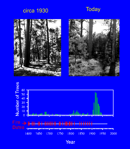 Figure 9-14 Photos and graph of ponderosa pine forest changes.