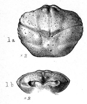 Dromiopsis birleyae - a fossil crustacean discovered by Caroline Birley