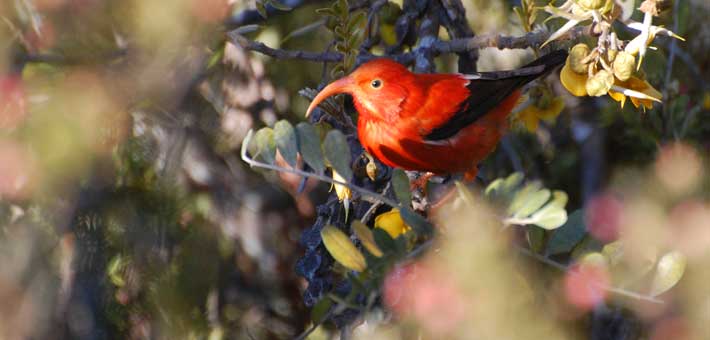 Photo of an Iiwi, a bird in Hawaii's honeycreeper family, pausing between songs in a mamane (Keith Shibuya, Hawaii Pacific Parks Association) of birds