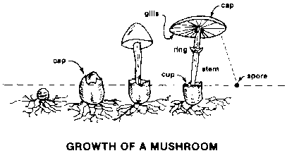 3.18Kb gif image of a Mushroom Growth Diagram.