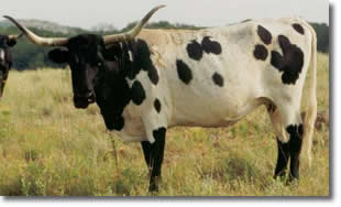 A black and white spotted longhorn cow.  Photo Credits:  USFWS.