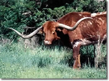A longhorn steer named 'Sad Sack.'