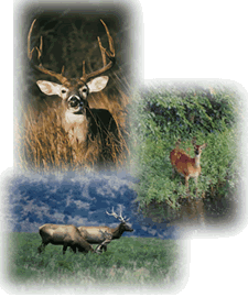 Collage of photos of a buck deer, a doe at a lake, and two bull elk.  Photo Credits:  USFWS.