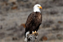 Bald Eagle. Credit: USFWS