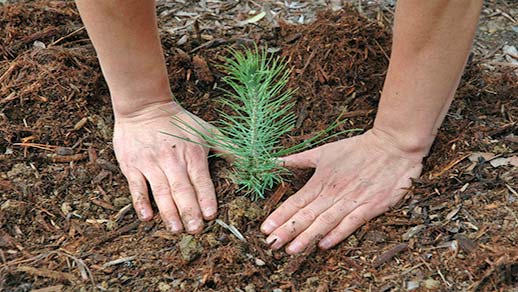 Hands around a tree seedling in the dirt.