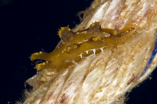 Scyllaea pelagica