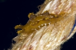 Scyllaea pelagica from Saba, Netherlands Antilles